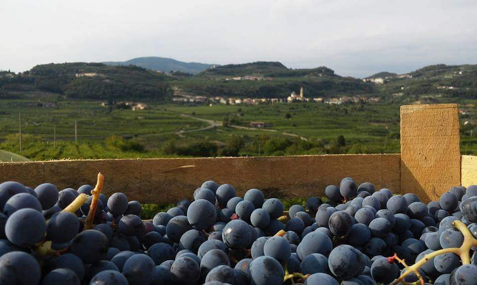 Aspettando l'Amarone: storia di un vino di successo 1