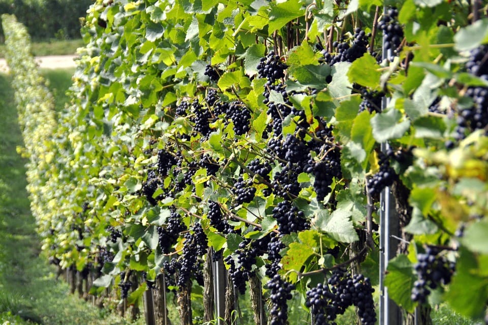 Corso formazione Ordine dei Giornalisti del Veneto "Panorama vitivinicolo, la rivoluzione degli ultimi 30 anni" 1