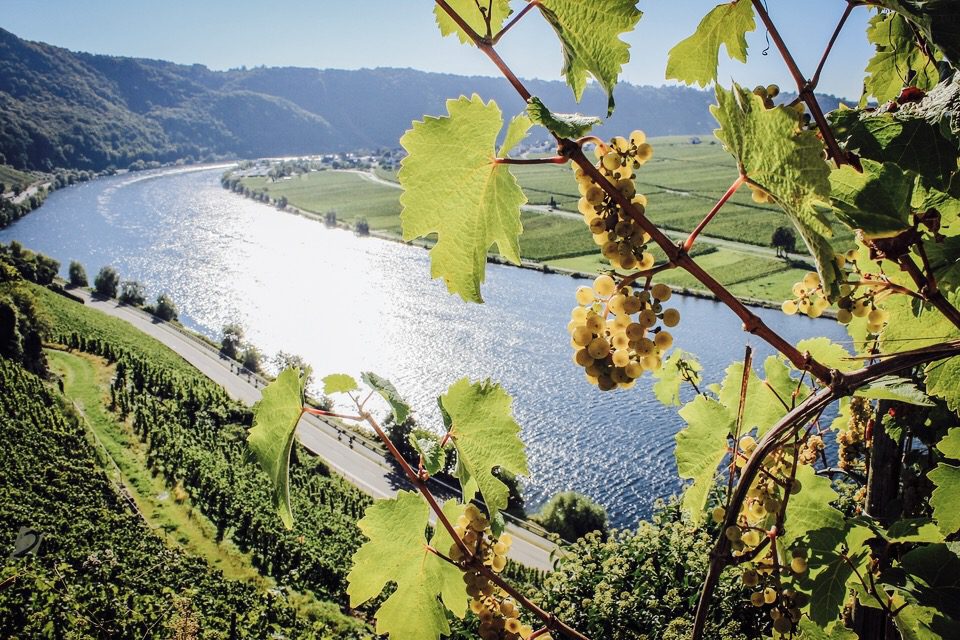 Il Riesling | Viaggio attorno al mondo 1