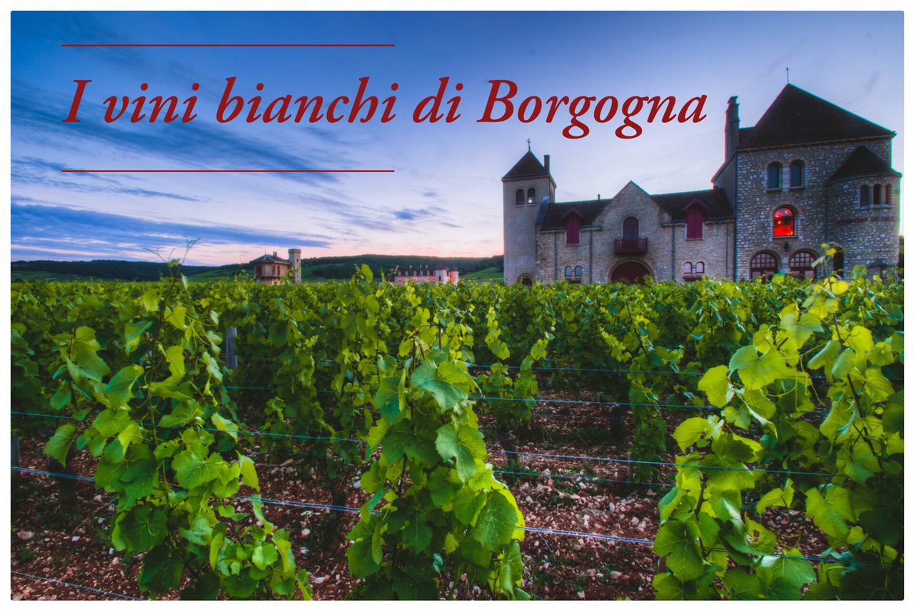 I vini bianchi di Borgogna 1