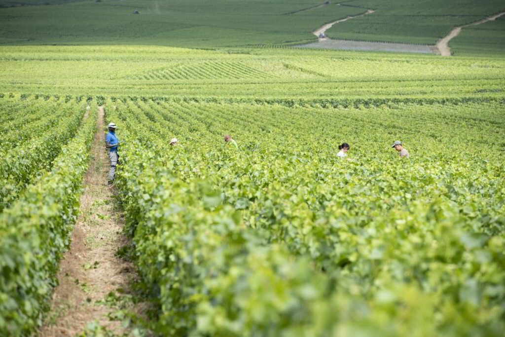 Coteaux Champenois: la luccicanza in bianco 1