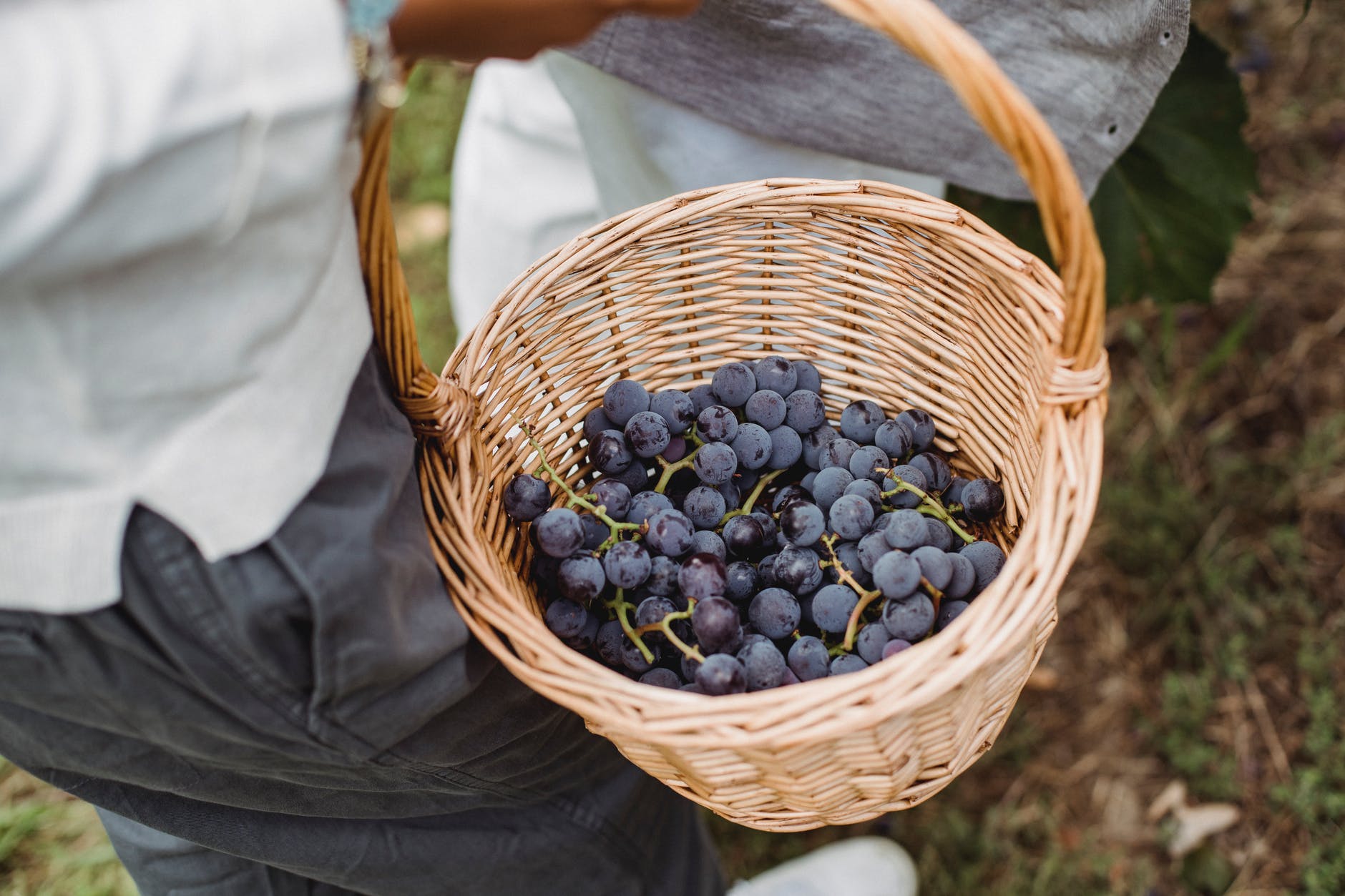 Seminario: La sostenibilità del vino 1