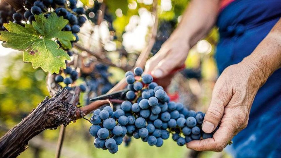 Il Pinot Nero e grandi cru dell’Alto Adige