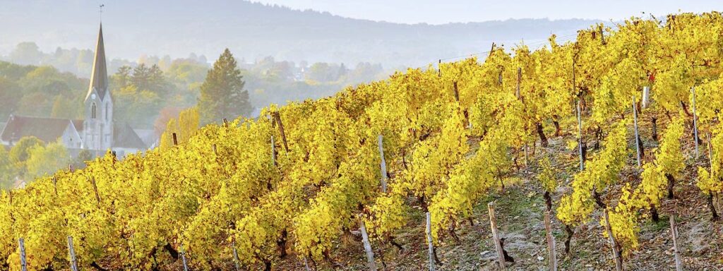Vini rari e preziosi del Jura 1