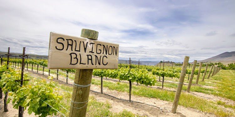 Sauvignon Blanc around the world