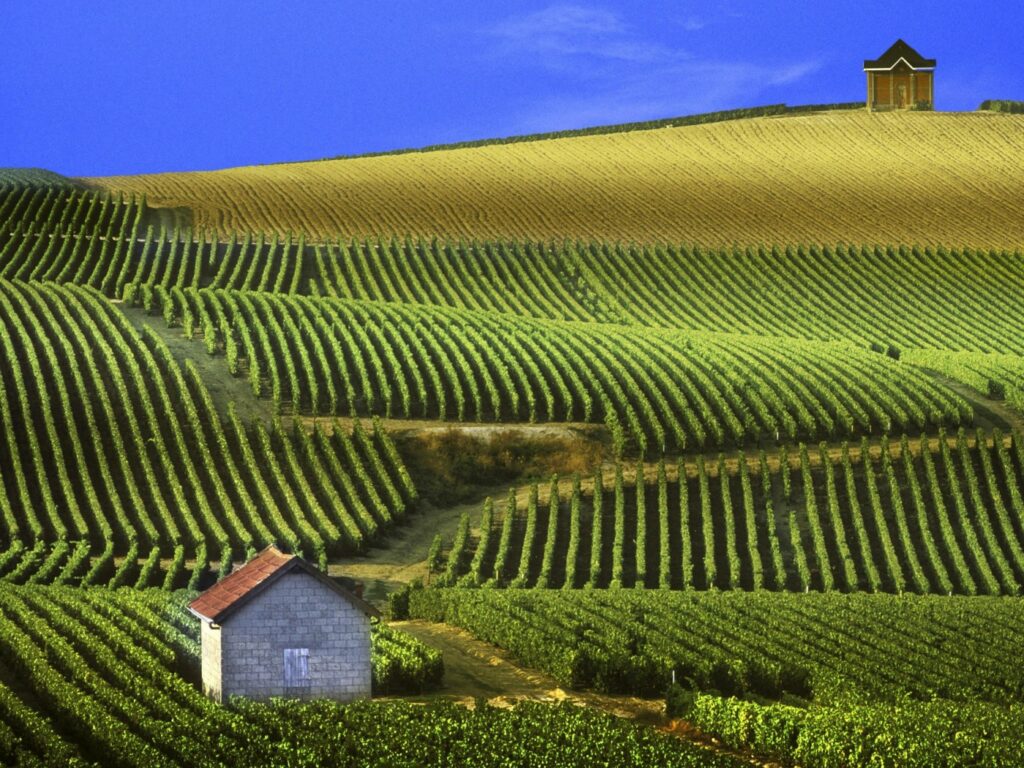 Champagne 2012: un’annata stellare! 1
