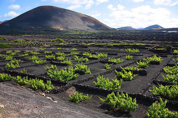 I vini delle isole atlantiche, ovvero il mistero del mare e della vulcanicità 1
