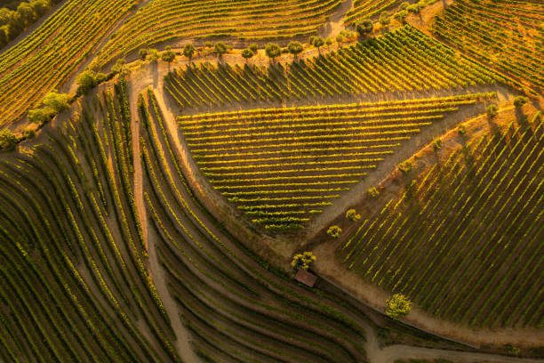 Portogallo: l’ultima frontiera dei migliori vini d’Europa 1