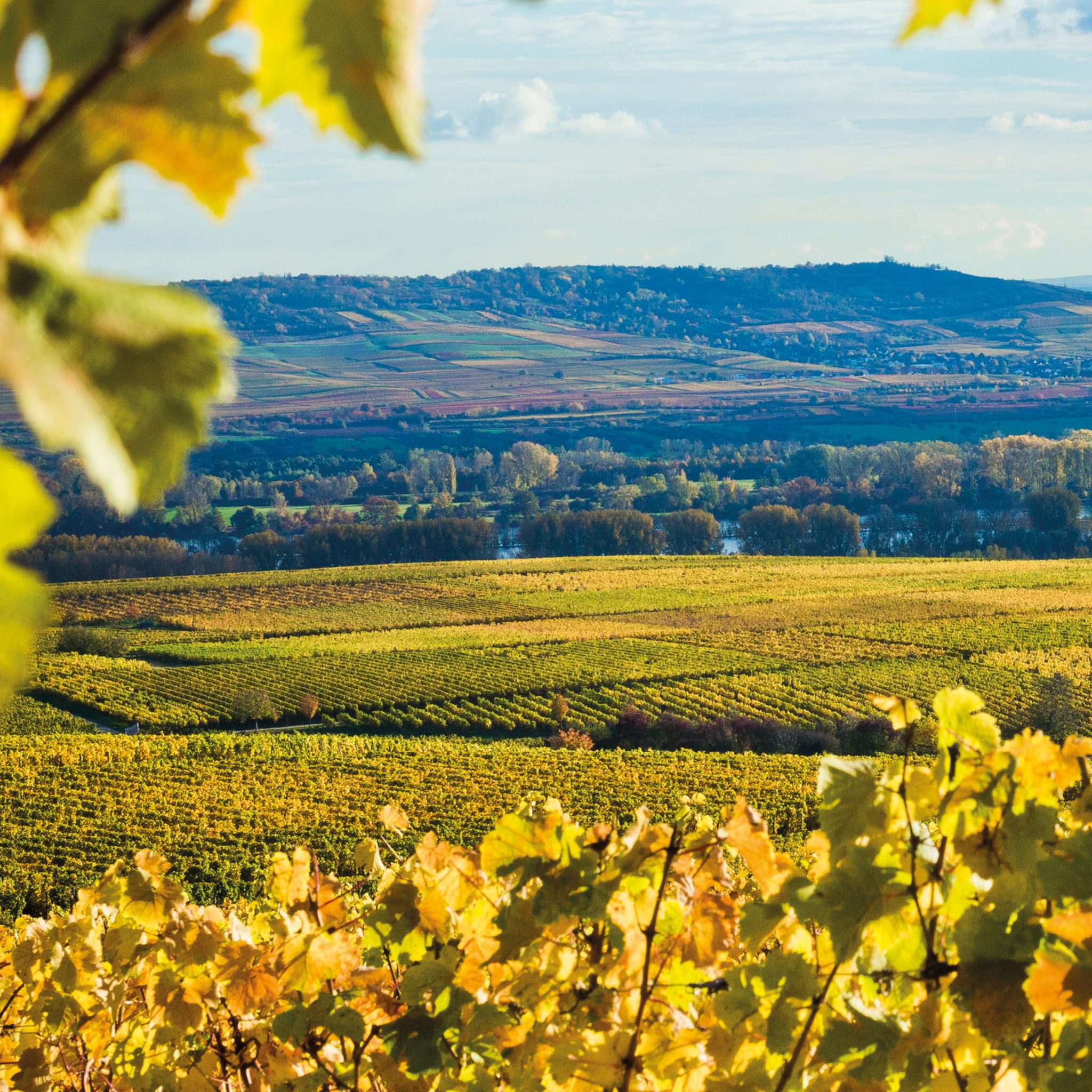 IL RHEINGAU: Viaggio lì dove nacque la vendemmia tardiva e dove il Riesling è “pura poesia”.