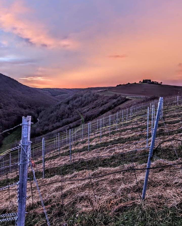 NAHE e PFALZ: tra suoli vulcanici e Riesling potenti e complessi