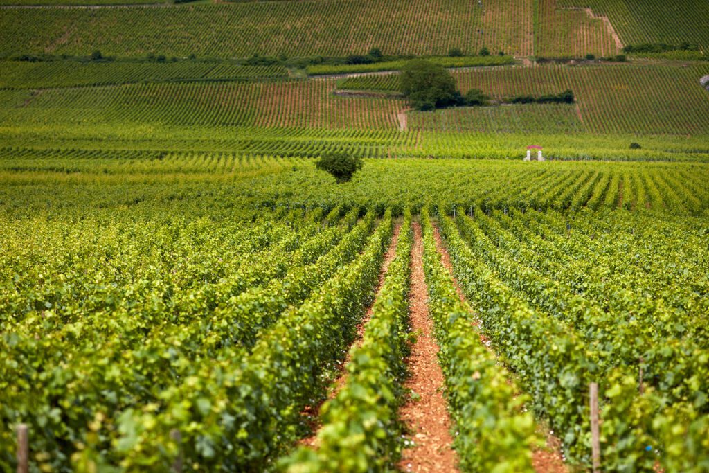 Viaggio nell’incanto della CÔTE DE NUITS 1