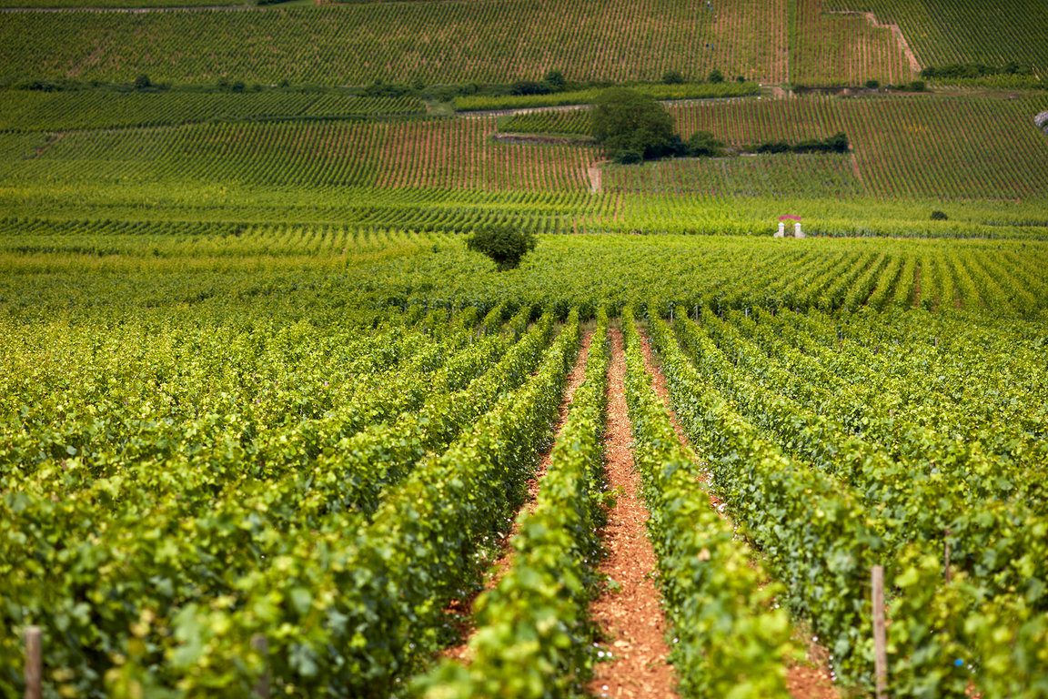 Viaggio nell’incanto della CÔTE DE NUITS