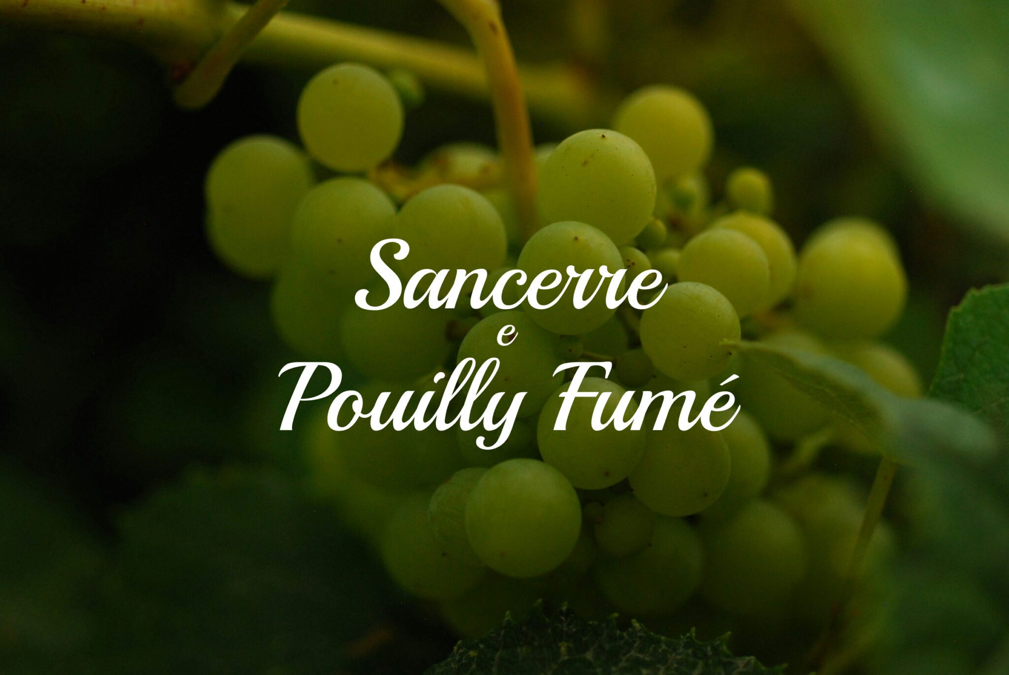 Sancerre e Pouilly Fumé: i capolavori della Loira