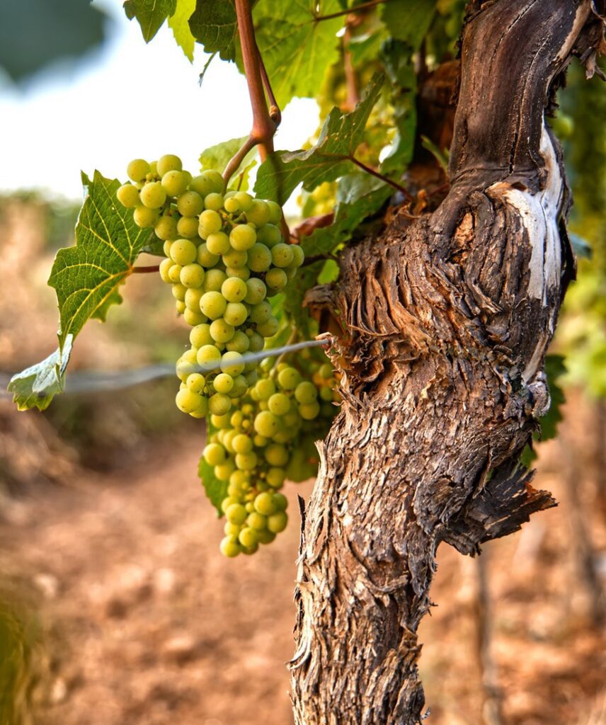 La vigna centenaria in Borgogna 1