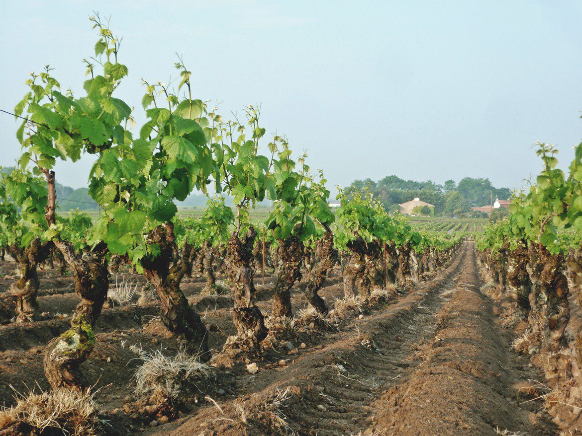 LEZIONE 2 – Master Geologia e Vini Francesi