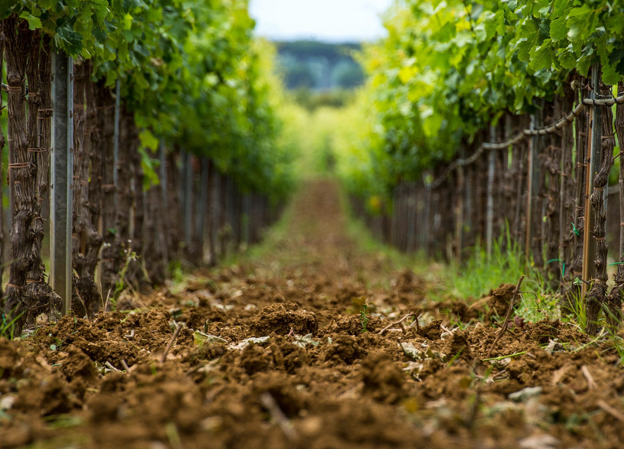 I Vini Classici e le loro grandi interpretazioni – LEZIONE 2