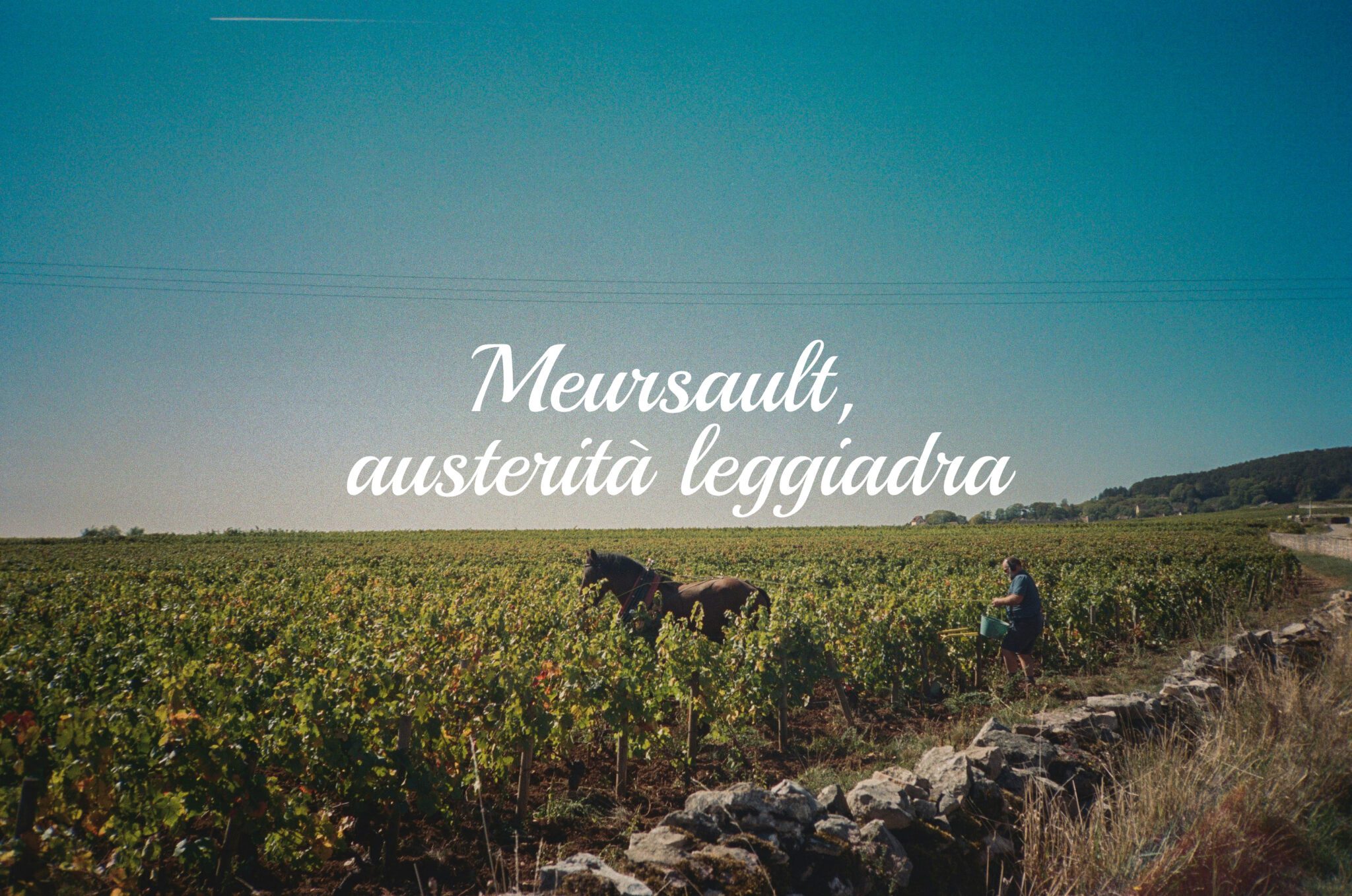 Meursault, austerità leggiadra