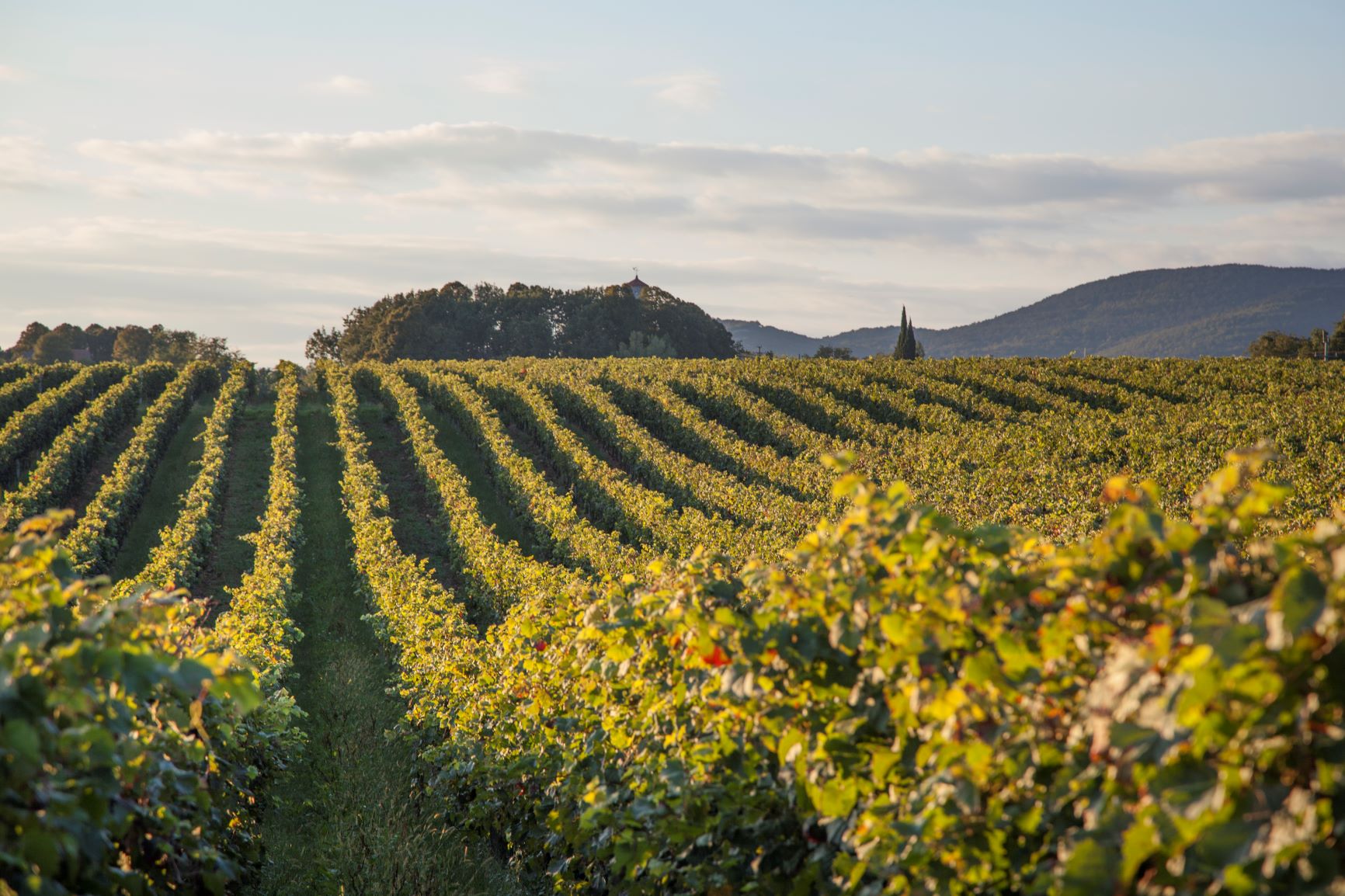 Carso/Kras: la rinascita di un territorio tormentato fra Italia e Slovenia, culla di vini di stoffa e personalità.