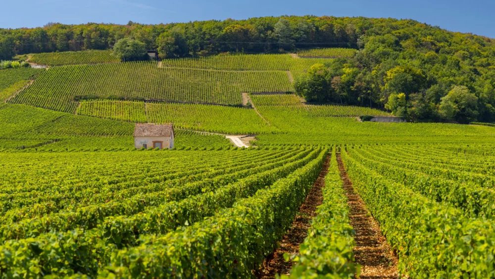 Lezione 3 – I grandi Village di Borgogna – Altro viaggio