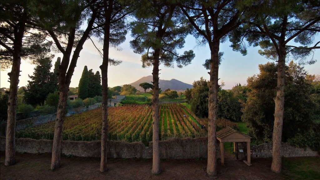 Mastroberardino: L'Arte di Custodire l'Anima del Vino 1